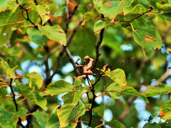 A tree branch adorned with leaves, showcasing edible parts of Hovenia dulcis