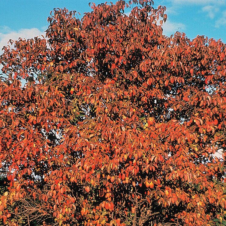 A Viburnum lentago tree displaying vibrant red, showcasing the beauty of seasonal foliage.