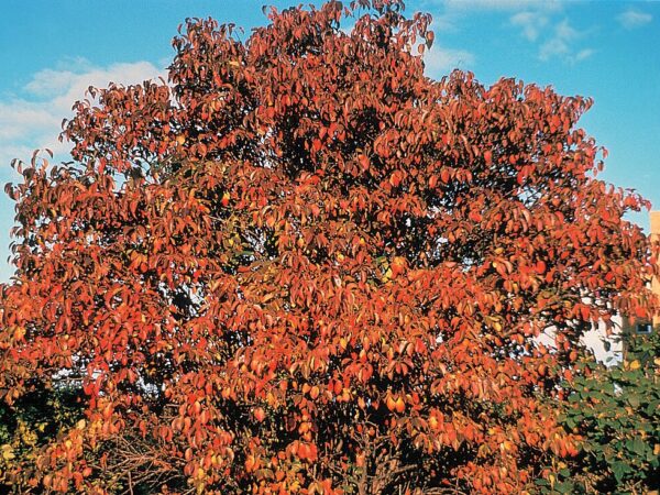 A Viburnum lentago tree displaying vibrant red, showcasing the beauty of seasonal foliage.