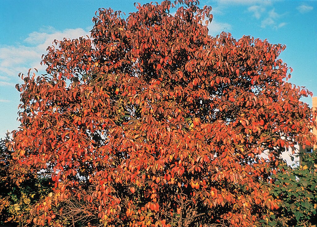 A Viburnum lentago tree displaying vibrant red, showcasing the beauty of seasonal foliage.