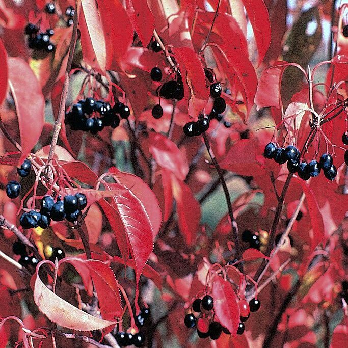 A bush with red leaves and black berries, specifically Viburnum lentago, highlighting its rich autumn colors.