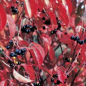 A bush with red leaves and black berries, specifically Viburnum lentago, highlighting its rich autumn colors.