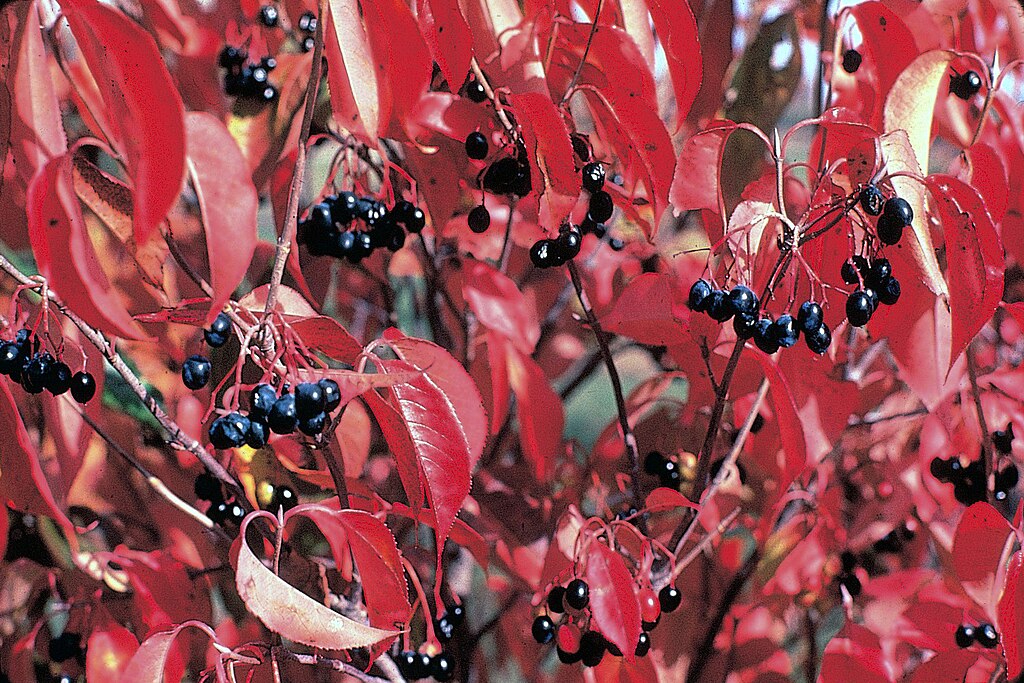 A bush with red leaves and black berries, specifically Viburnum lentago, highlighting its rich autumn colors.