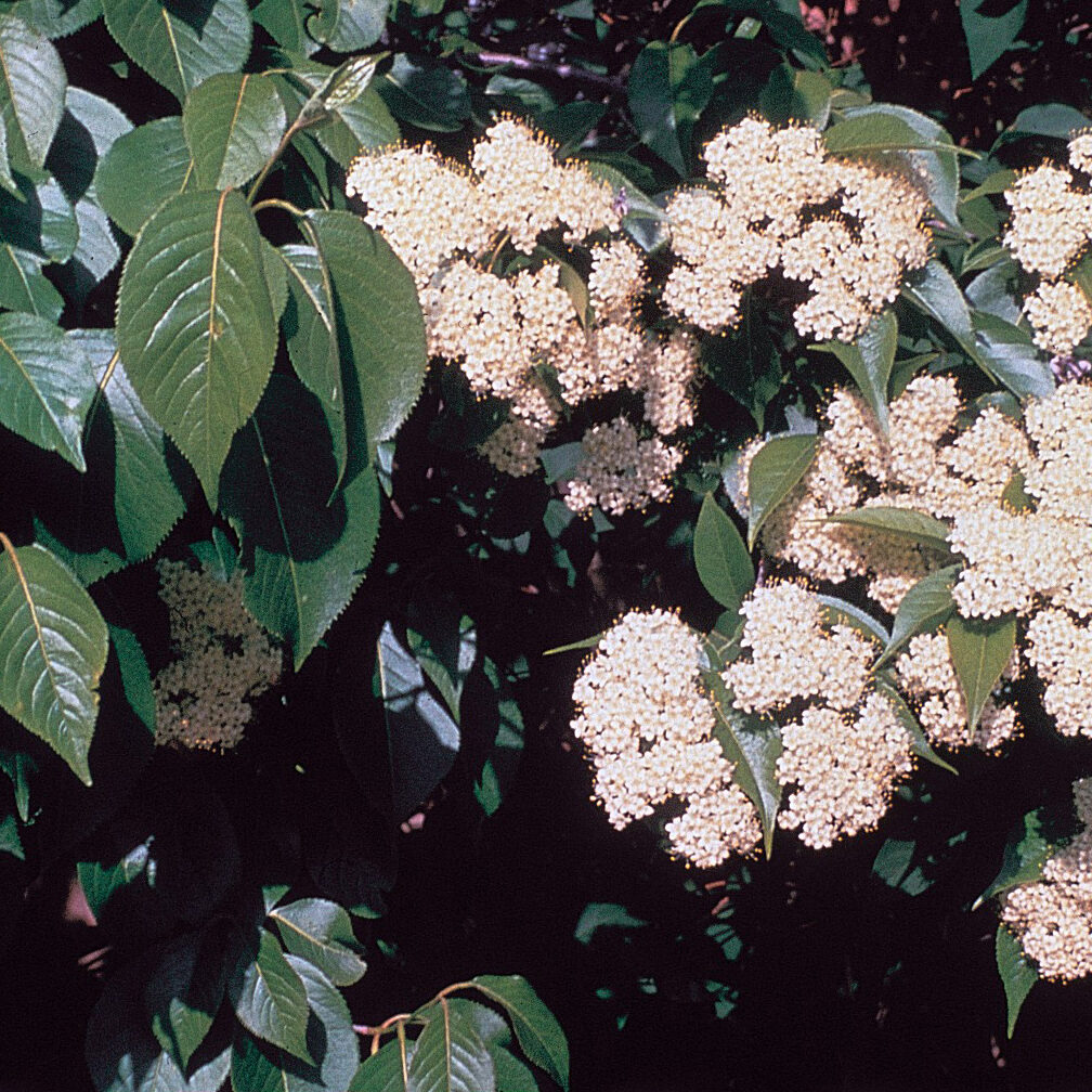 A bush adorned with white Viburnum lentago flowers and lush green leaves, showcasing a vibrant natural scene.