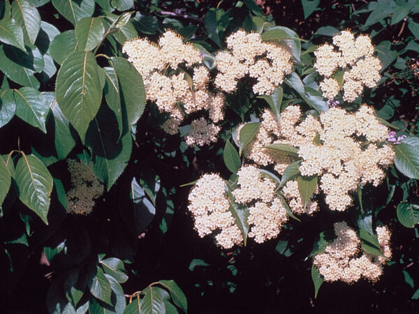 A bush adorned with white Viburnum lentago flowers and lush green leaves, showcasing a vibrant natural scene.