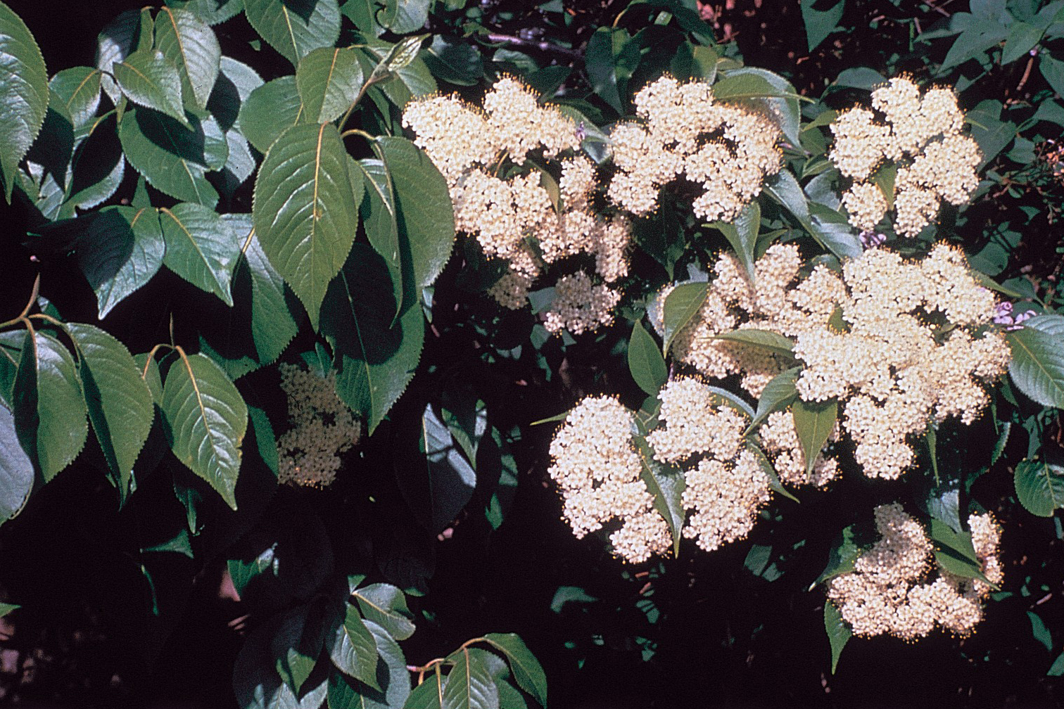 A bush adorned with white Viburnum lentago flowers and lush green leaves, showcasing a vibrant natural scene.