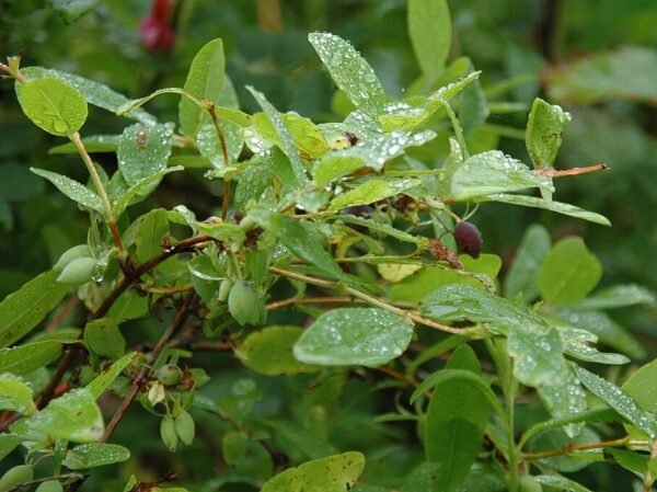 A Lonicera caerulea plant displaying vibrant green leaves adorned with glistening water droplets.