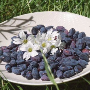 A bowl filled with fresh honeyberries, showcasing the vibrant color and texture of Lonicera caerulea harvest.