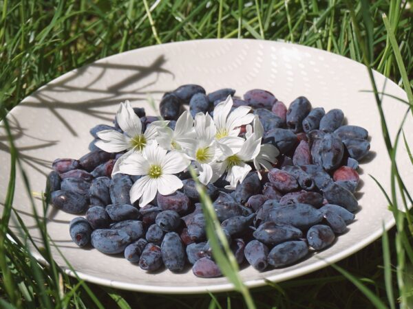 A bowl filled with fresh honeyberries, showcasing the vibrant color and texture of Lonicera caerulea harvest.