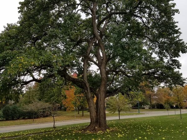 A large Maclura pomifera tree in a park, showcasing its lush green leaves against a serene outdoor backdrop.
