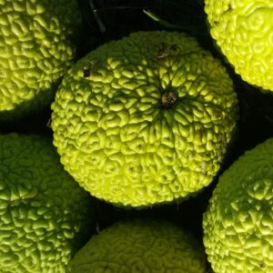 A cluster of Osage oranges resting on the ground, showcasing their vibrant color and natural texture.