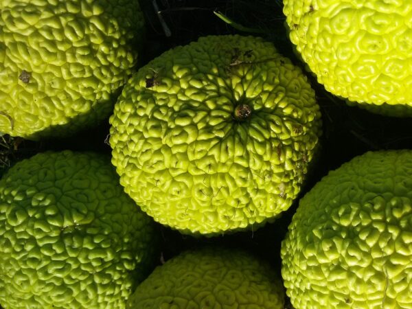 A cluster of Osage oranges resting on the ground, showcasing their vibrant color and natural texture.