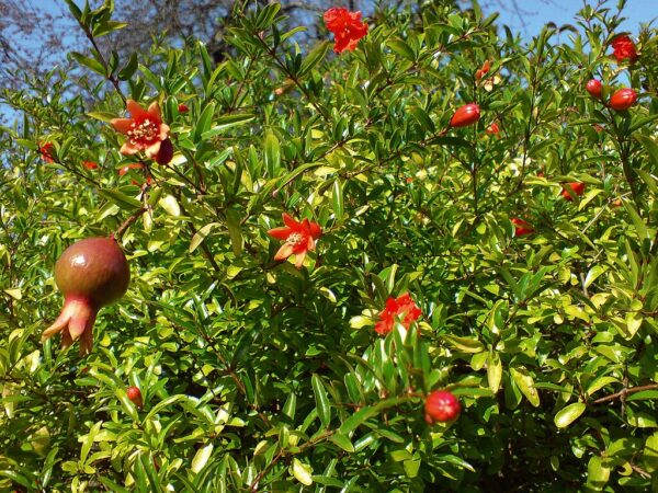 Punica granatum bush featuring striking red blossoms surrounded by healthy green foliage.