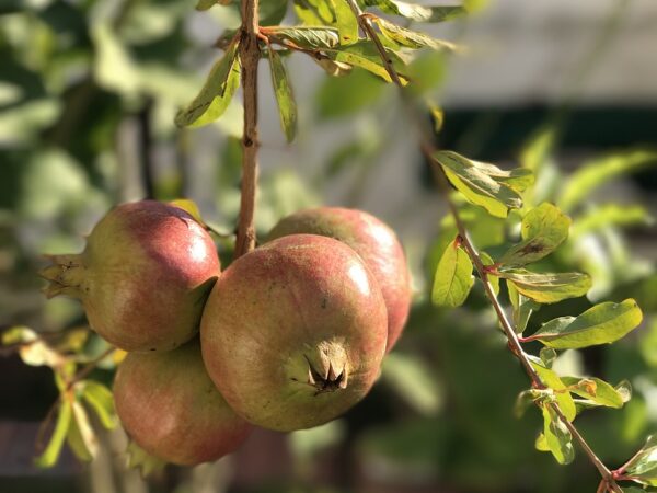 A cluster of unripened pomegranates hanging from a tree branch, showcasing their vibrant green hue and round shape.