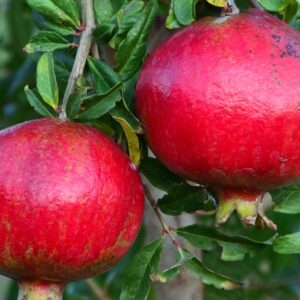 Ripe pomegranate fruit hanging on a tree branch, showcasing its vibrant red color and glossy skin.