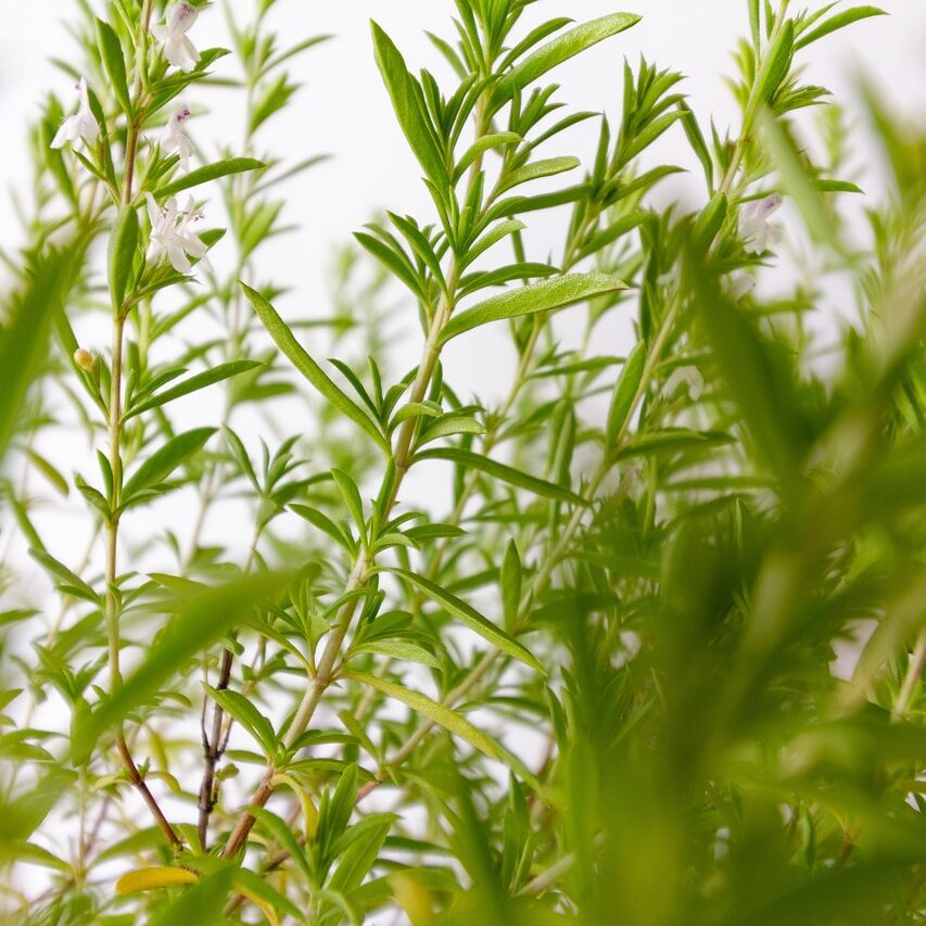 Close-up of Satureja hortensis, showcasing vibrant green leaves in detail against a blurred background.