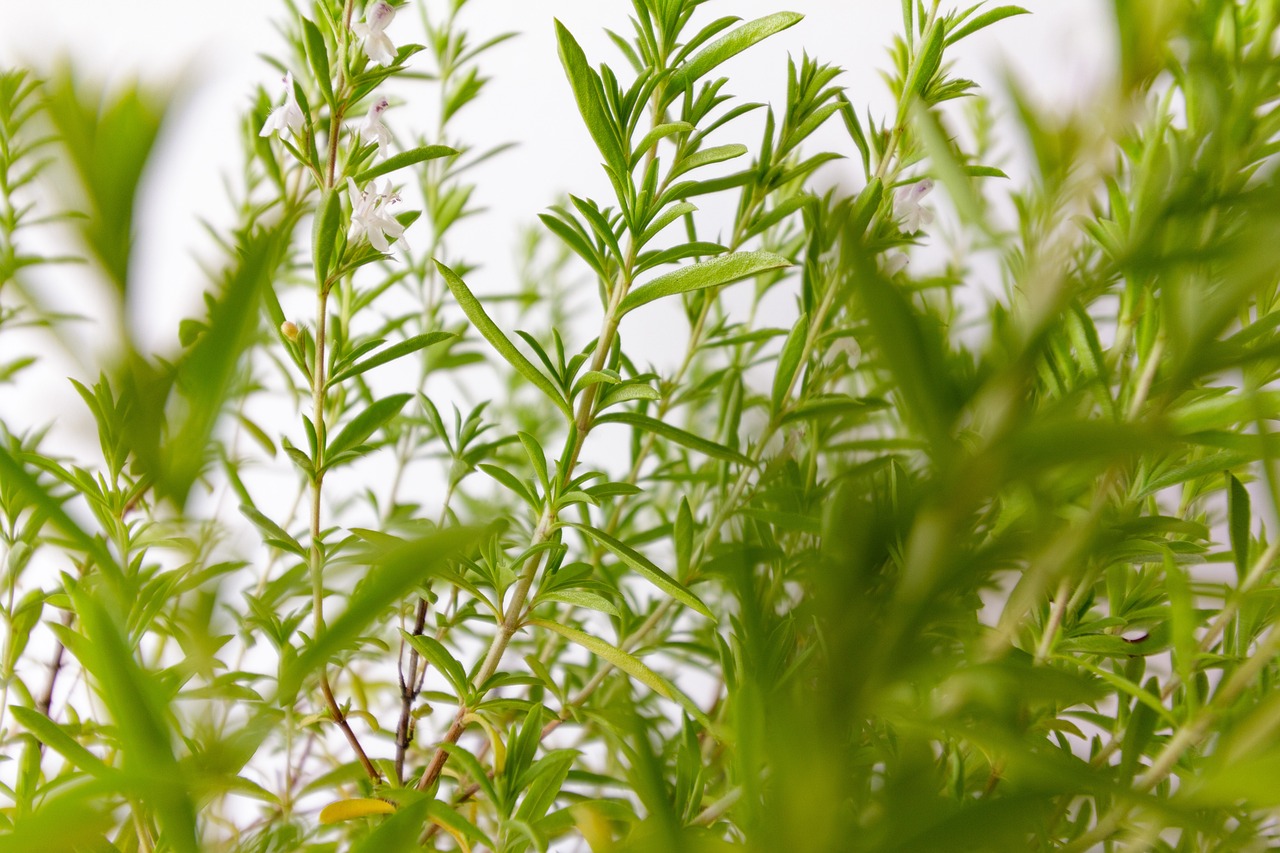 Close-up of Satureja hortensis, showcasing vibrant green leaves in detail against a blurred background.
