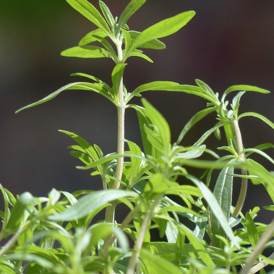 A close-up image of Satureja hortensis, featuring rich green leaves that display their natural beauty and vitality.