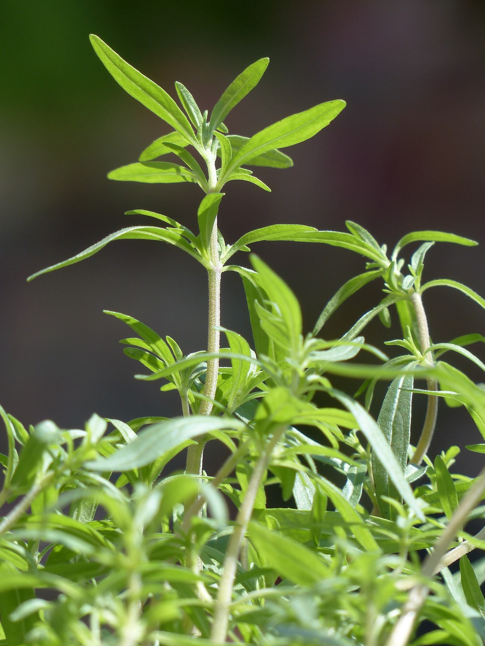 A close-up image of Satureja hortensis, featuring rich green leaves that display their natural beauty and vitality.
