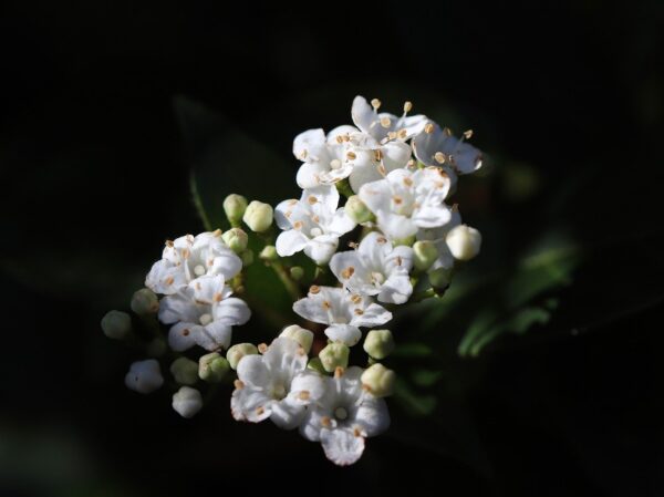 Detailed view of white Viburnum trilobum flowers, highlighting their intricate petals against a backdrop of vibrant greenery.