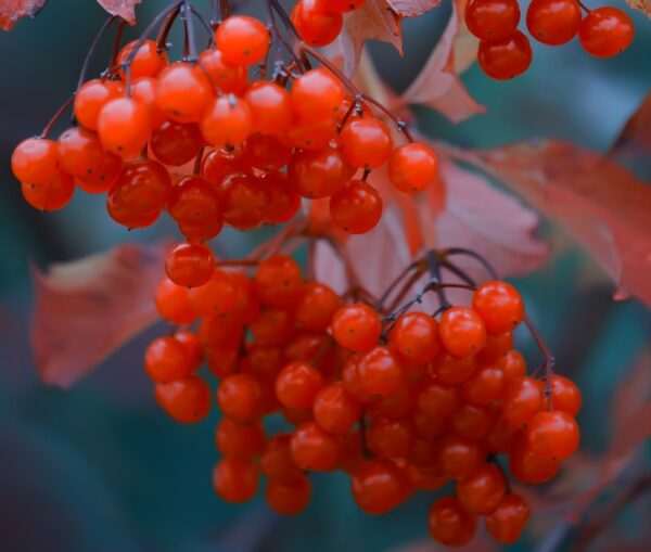 A branch adorned with a bunch of ripe red berries from the Viburnum trilobum, highlighting their rich hue against the foliage.