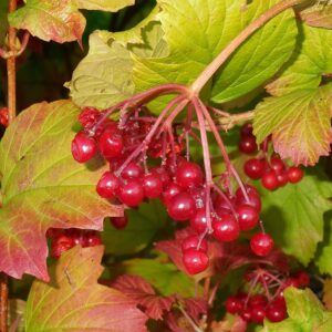 Ripening red berries of Viburnum trilobum nestled among lush green foliage.