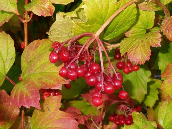 Ripening red berries of Viburnum trilobum nestled among lush green foliage.