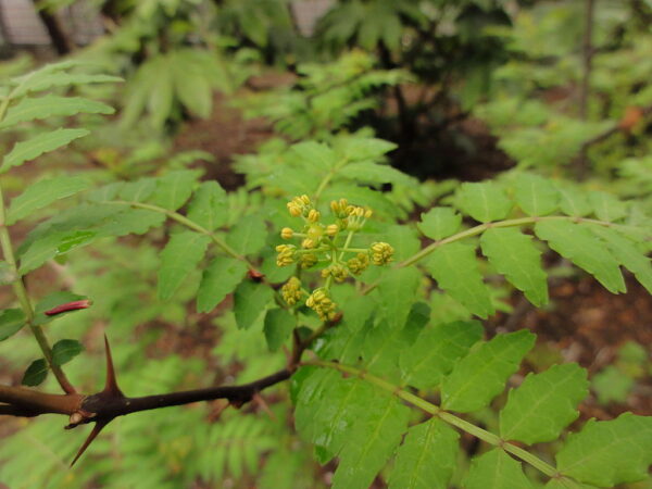 A small Zanthoxylum simulans plant with yellow flowers surrounded by lush green foliage.