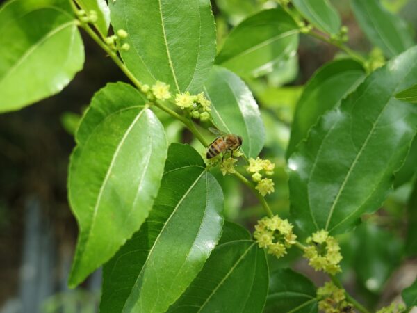A bee perched on a leafy Ziziphus jujuba branch, surrounded by vibrant green leaves and delicate flowers.