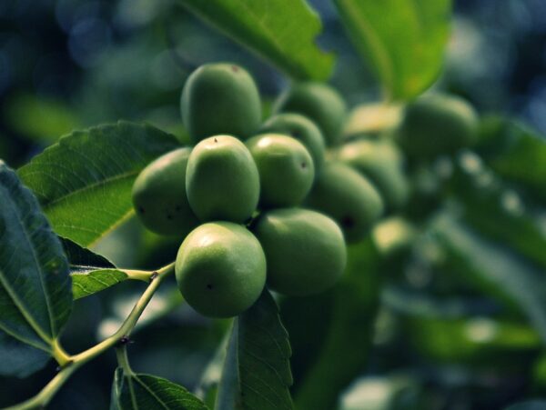 A branch adorned with green ziziphus jujuba fruits, highlighting their ripening process in a lush environment.
