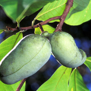 Unripe Pawpaw fruit on the tree