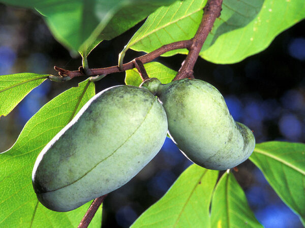 Unripe Pawpaw fruit on the tree
