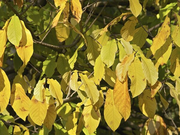 Asimina triloba yellow fall leaves