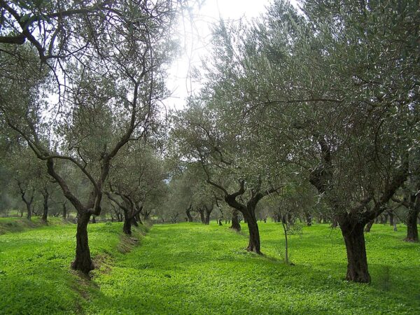 Fantastical olive grove