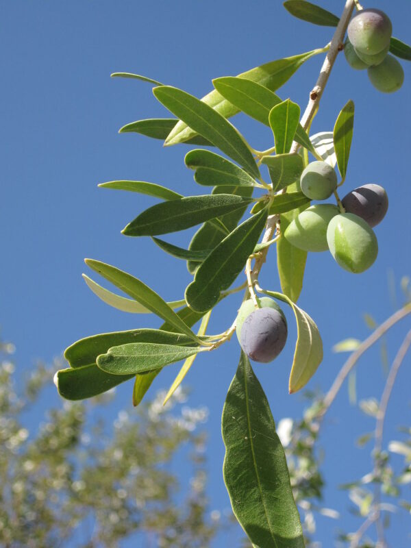 Olea europaea - Olive Tree seeds
