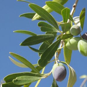 Ripening olives on the tree