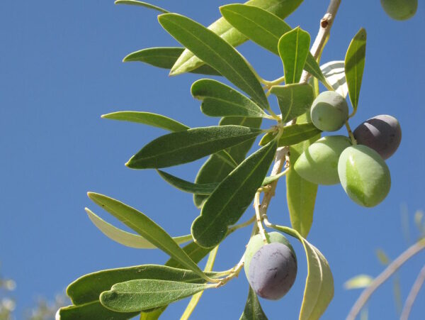Ripening olives on the tree