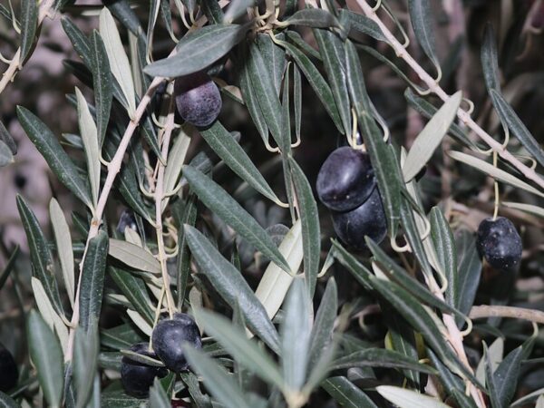 Ripe olives, ready for picking
