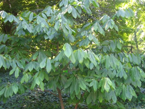 Young, healthy Asimina triloba in the woods
