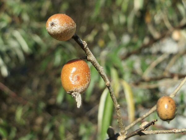 Elaeagnus angustifolia - Russian Olive seeds - Image 3