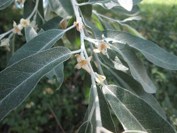 Elaeagnus angustifolia - Russian Olive seeds - Image 2