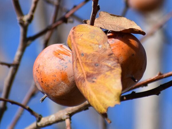Diospyros virginiana - American Persimmon seeds