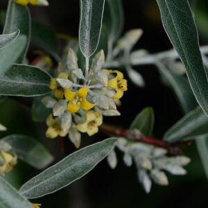 Elaeagnus angustifolia - Russian Olive seeds